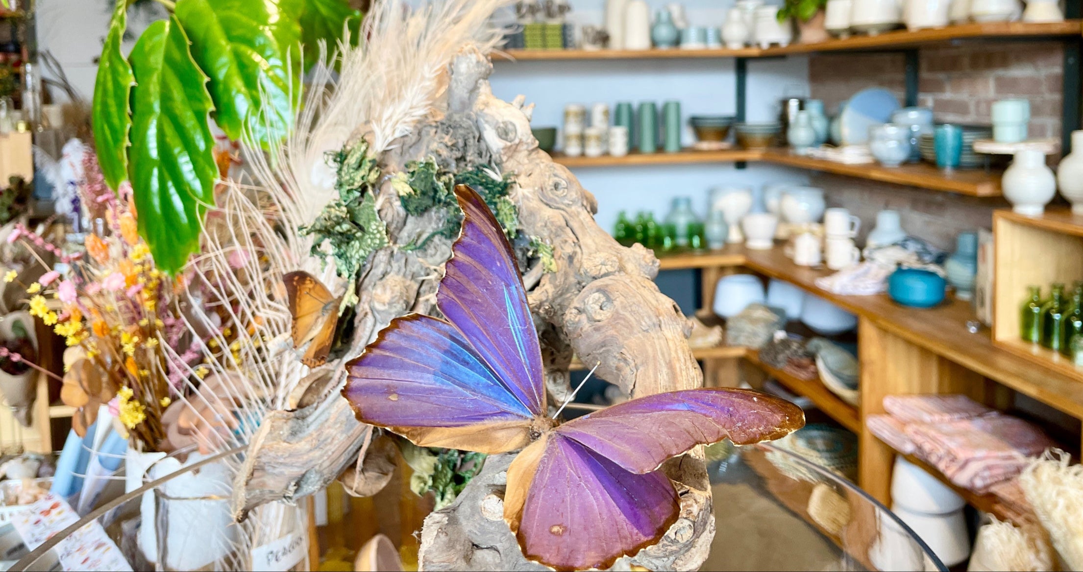 a iridescent butterfly on a branch on display at Sprout Home Floral. Shelves with homewares and vases blurred out in the background.