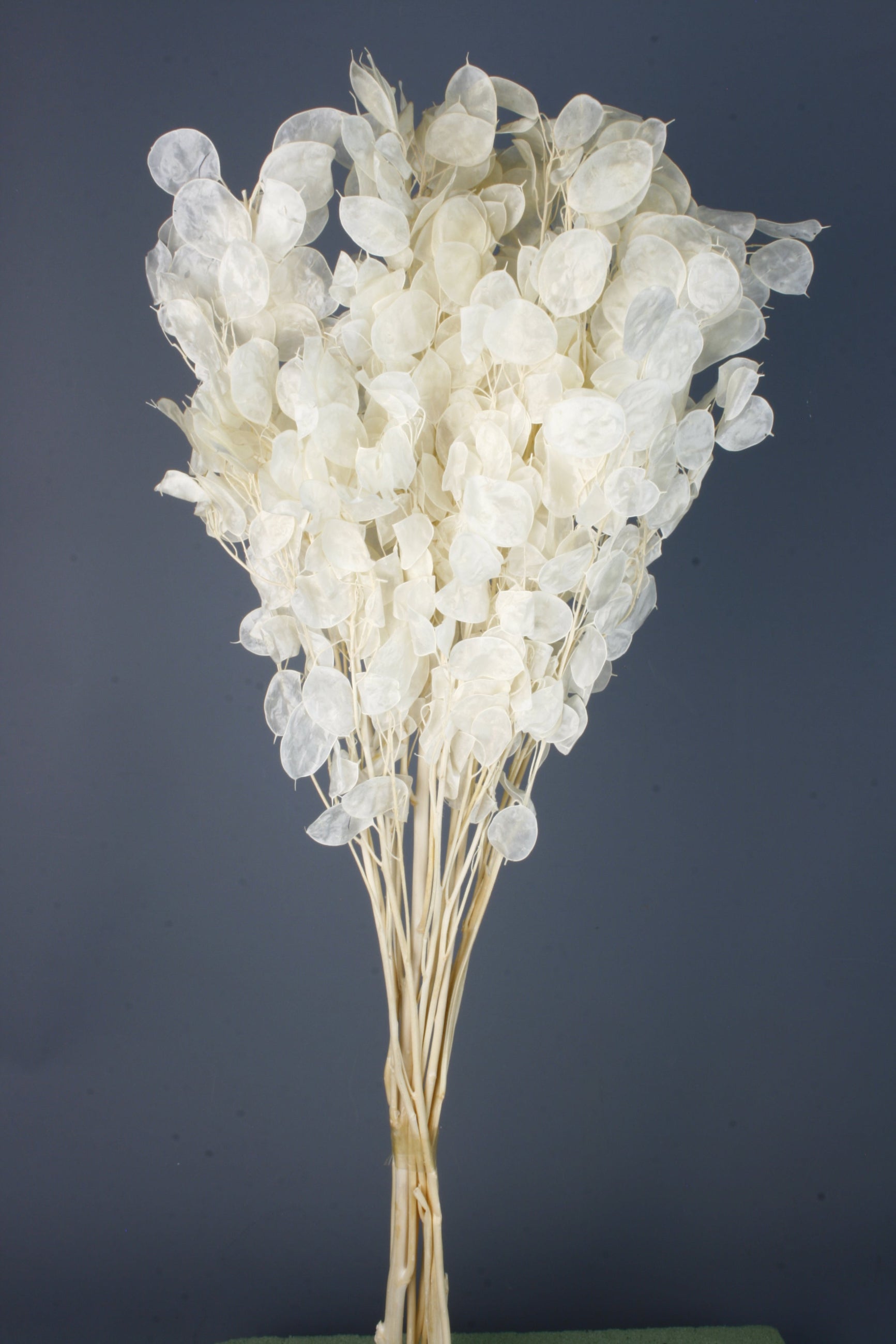 Bunch of Bleached Lunaria