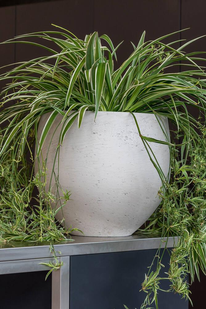 Pottery Pots Mini Orb pot in Grey Washed with a spider plant inside sitting on a metal cabinet.