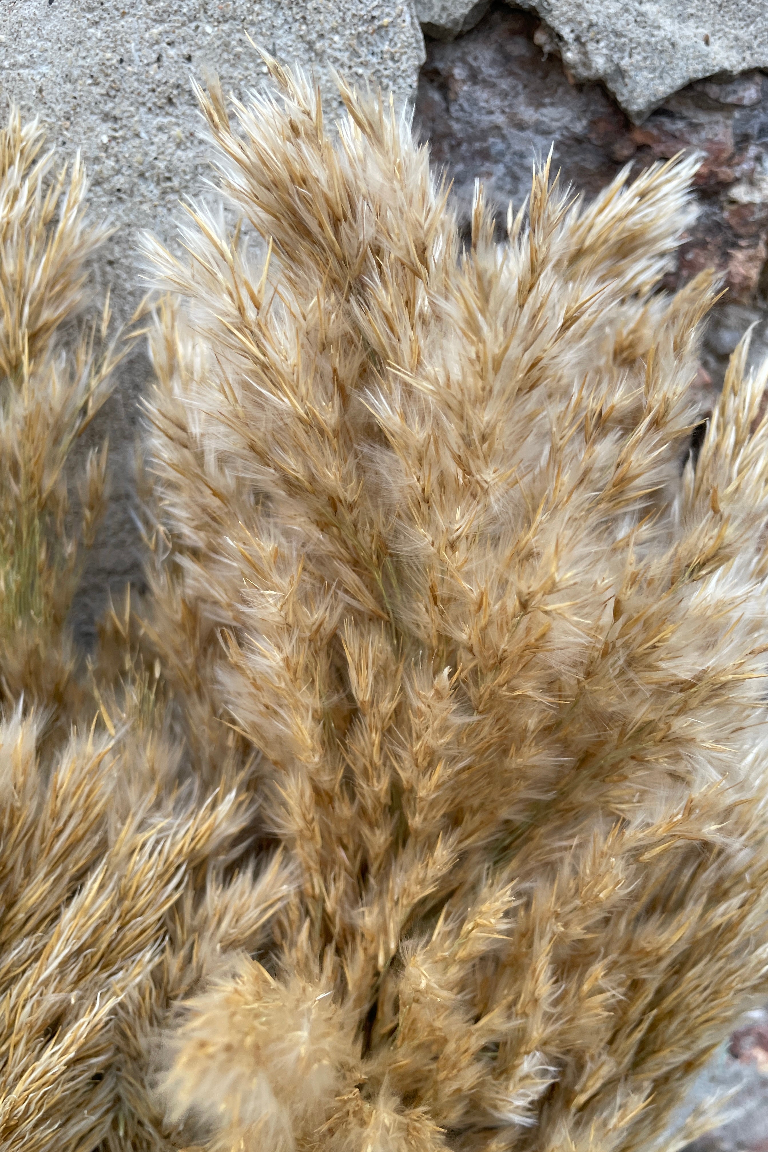 Detail of the naturally preserved Cane Aroundo