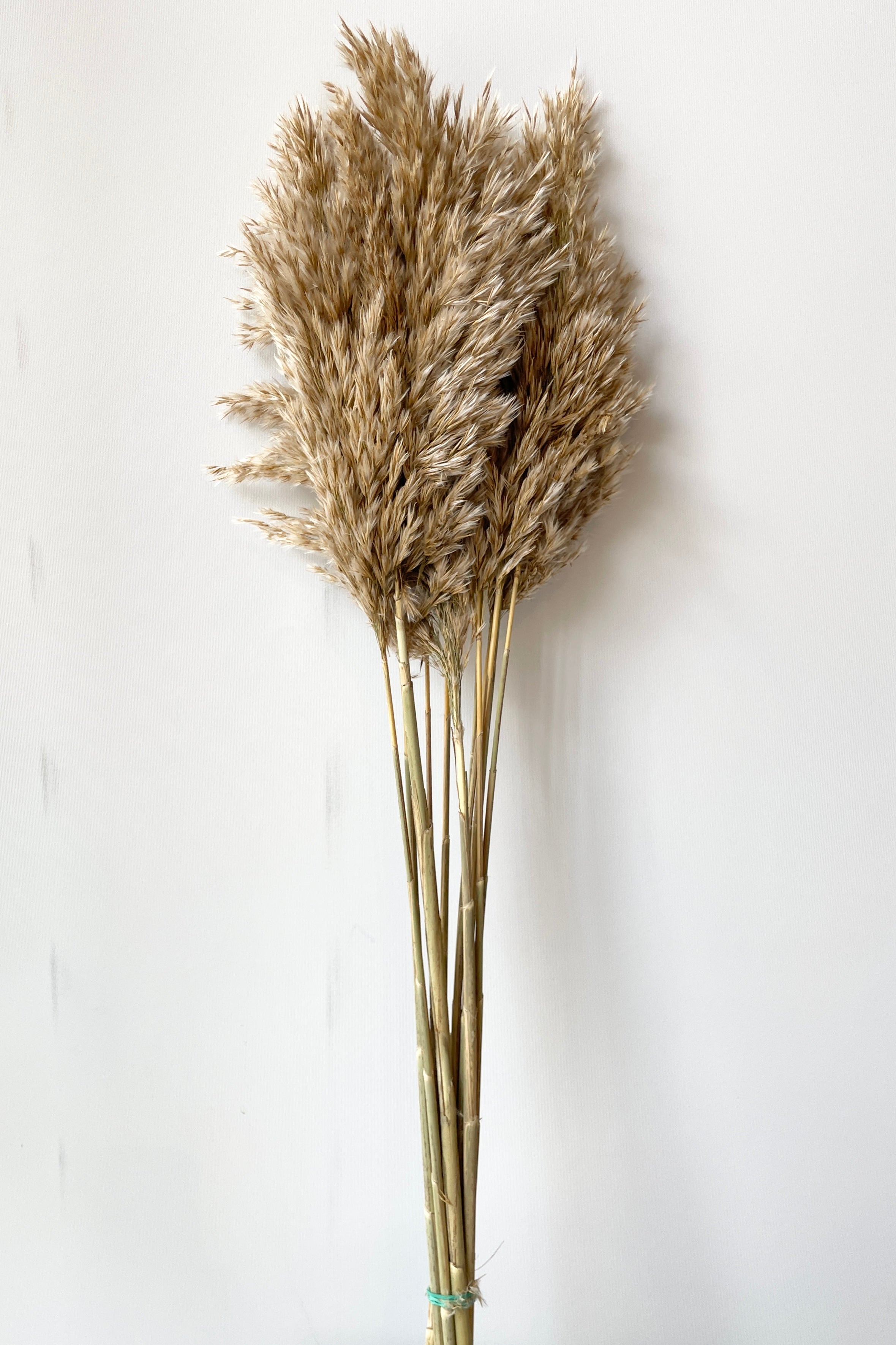 A bunch of naturally preserved Cane Aroundo against a white wall.