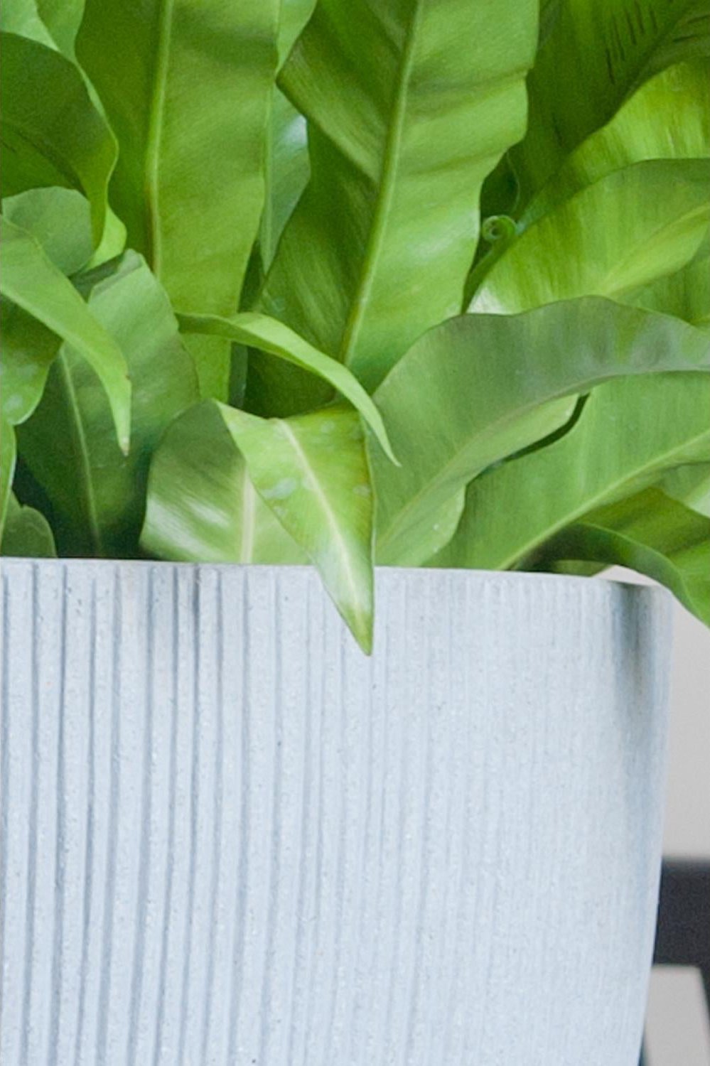 Pottery Pots Ben Pot with Vertical ridges in light grey showing a detail of the ribbing of the pot at the top rim with a potted fern.