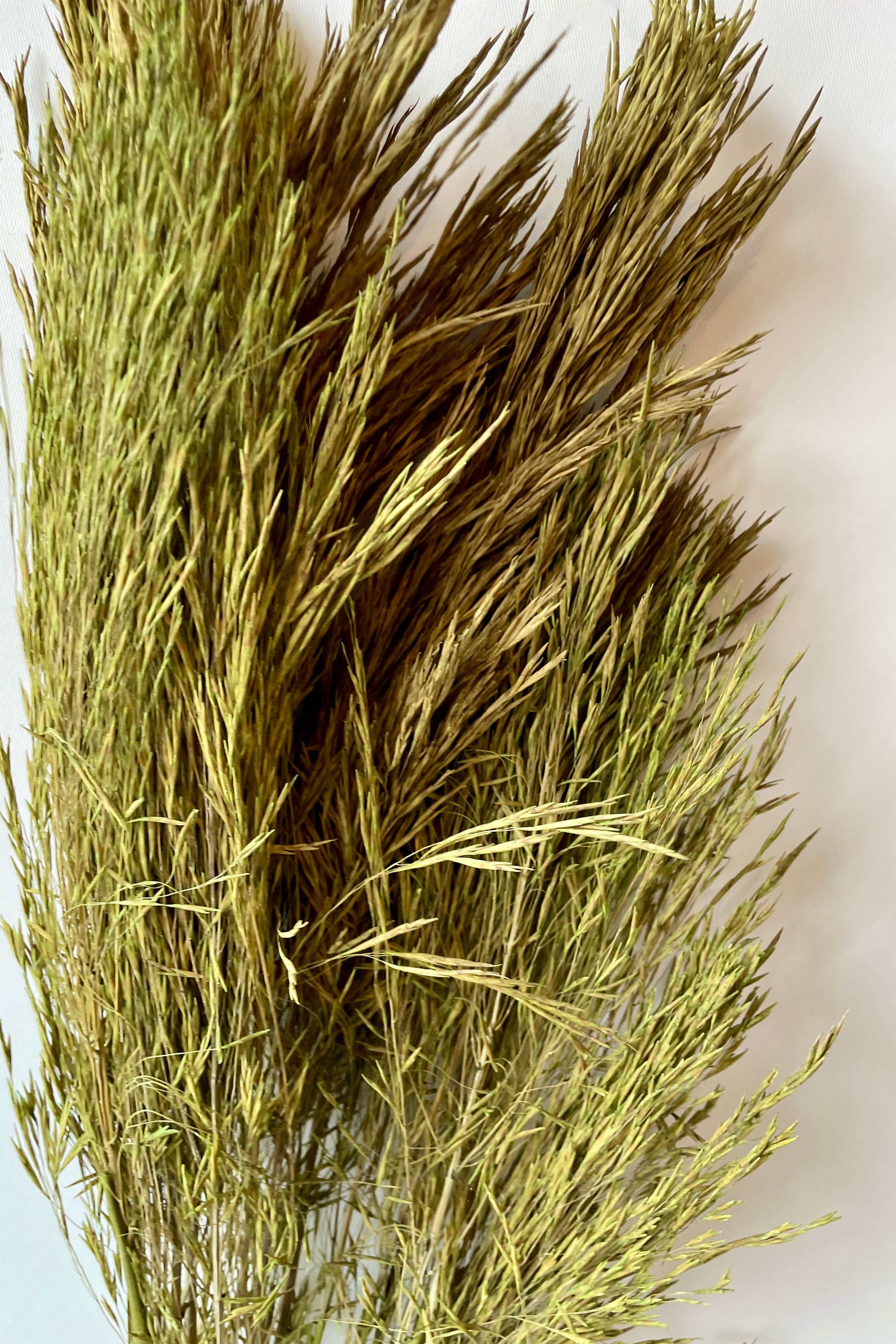 A detail up close image of the olive colored preserved Andre Kise bunch at Sprout Home against a white wall.
