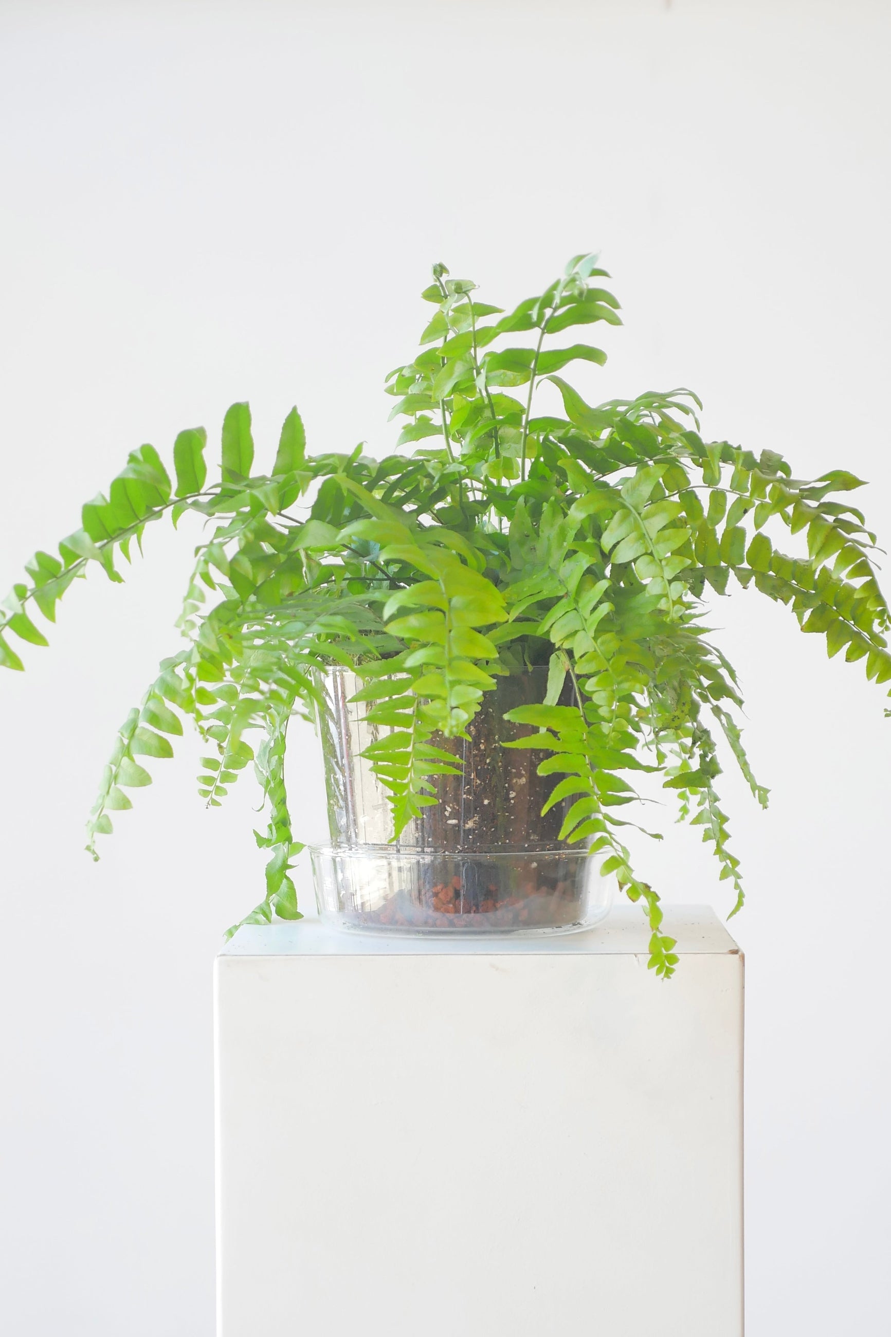 Glass planter potted with a fern at Sprout Home ©Sprout Home