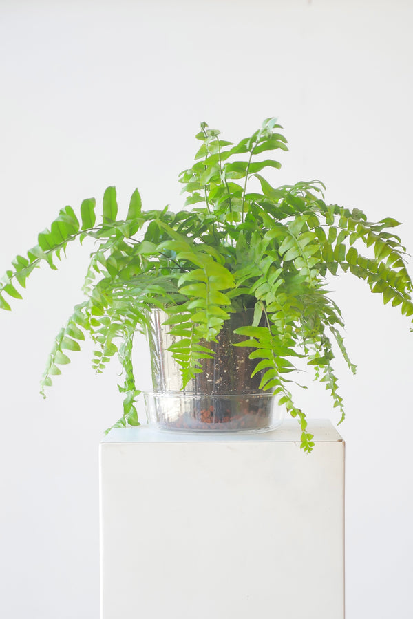 Glass planter potted with a fern at Sprout Home