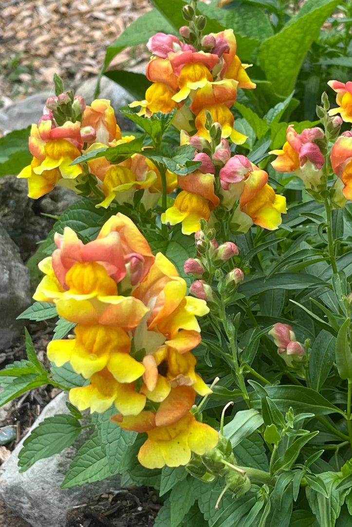 Group of yellow and pink Rembrandt Snapdragon flowers with green leaves on a natural background ©Hudson Valley Seed Company