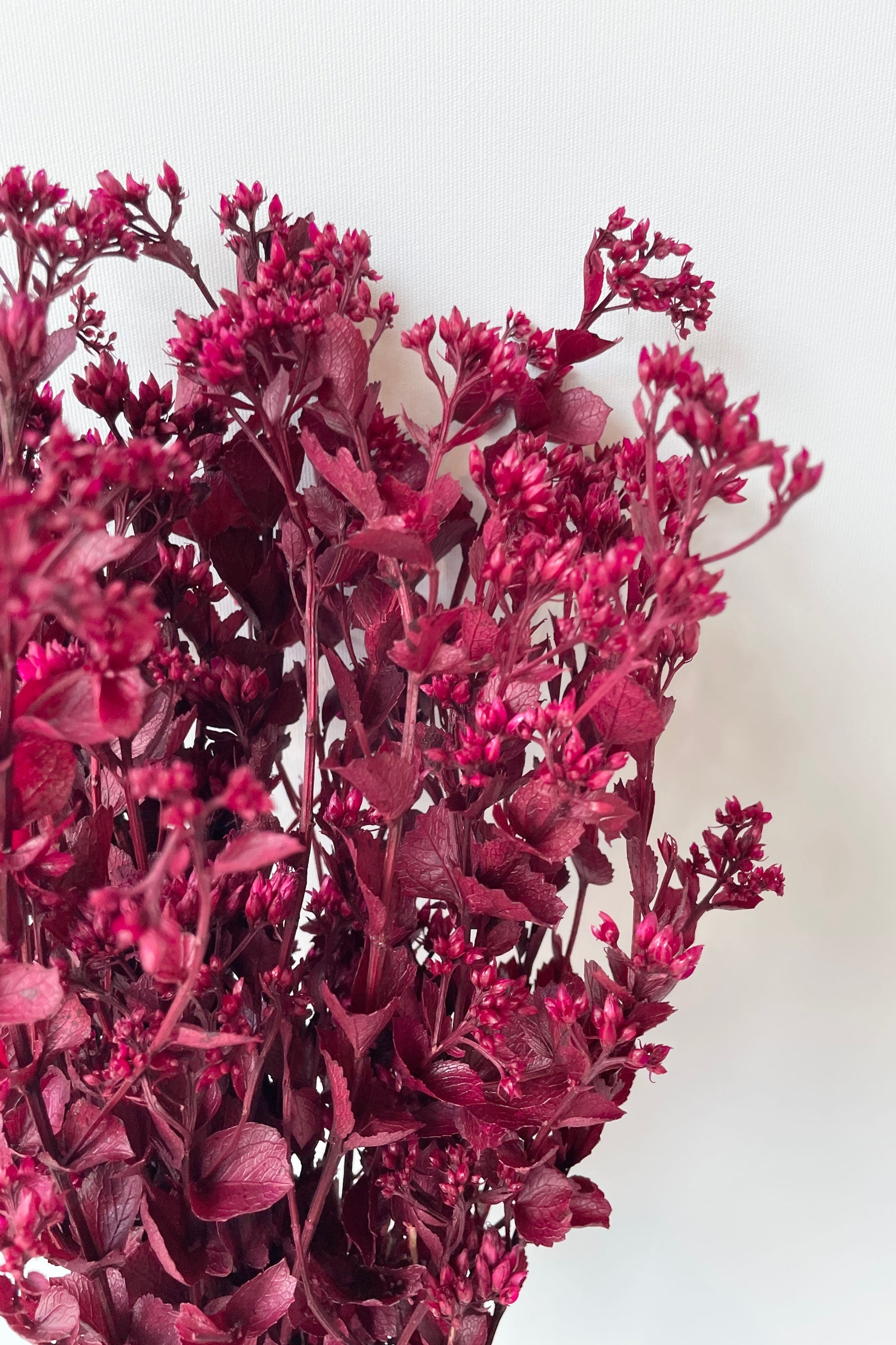 Detail of the leaves and flowers of the preserved fuchsia Chuvisco. ©Sprout Home