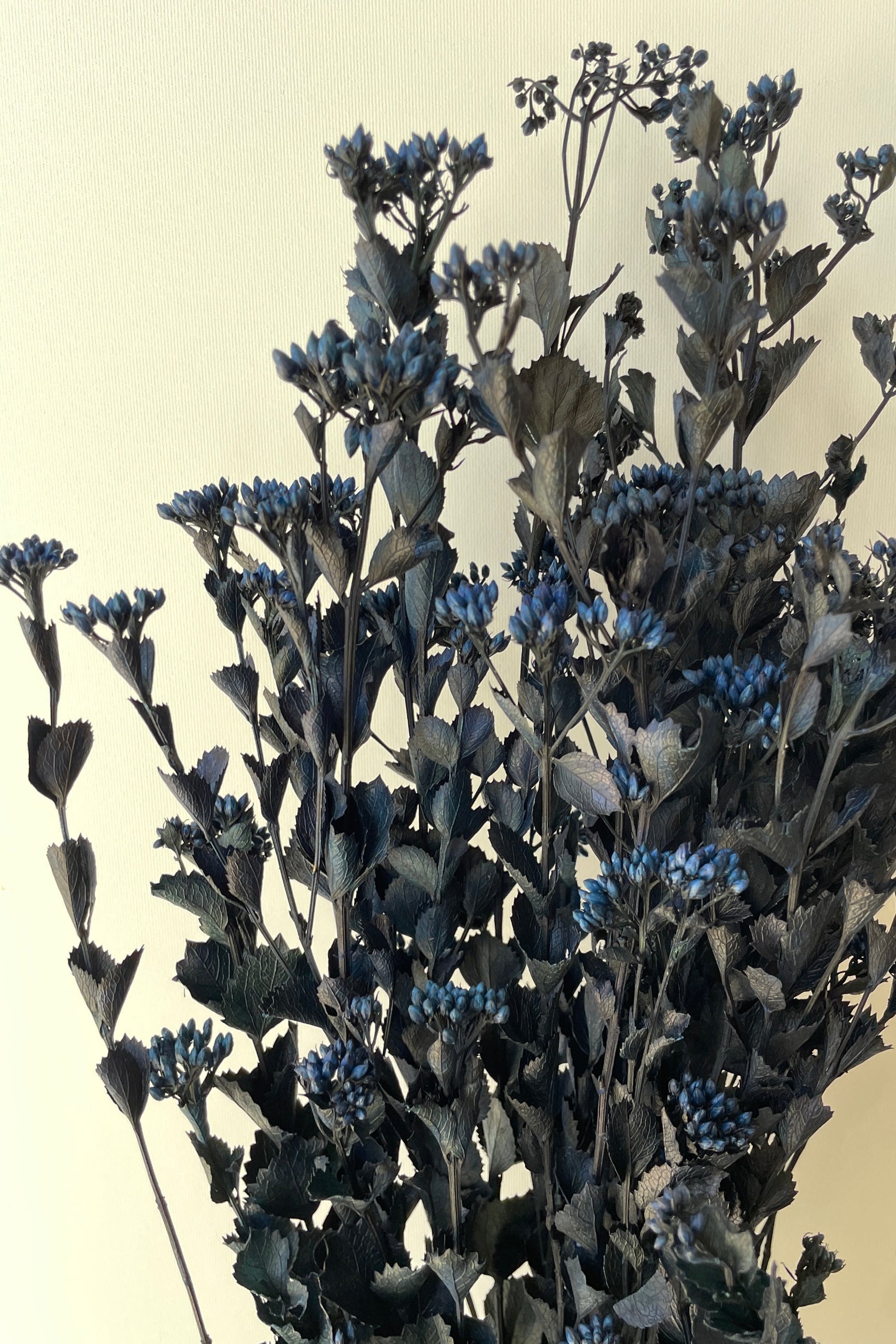 Blue preserved Chuvisco bunch at SPROUT HOME up close showing the detail.