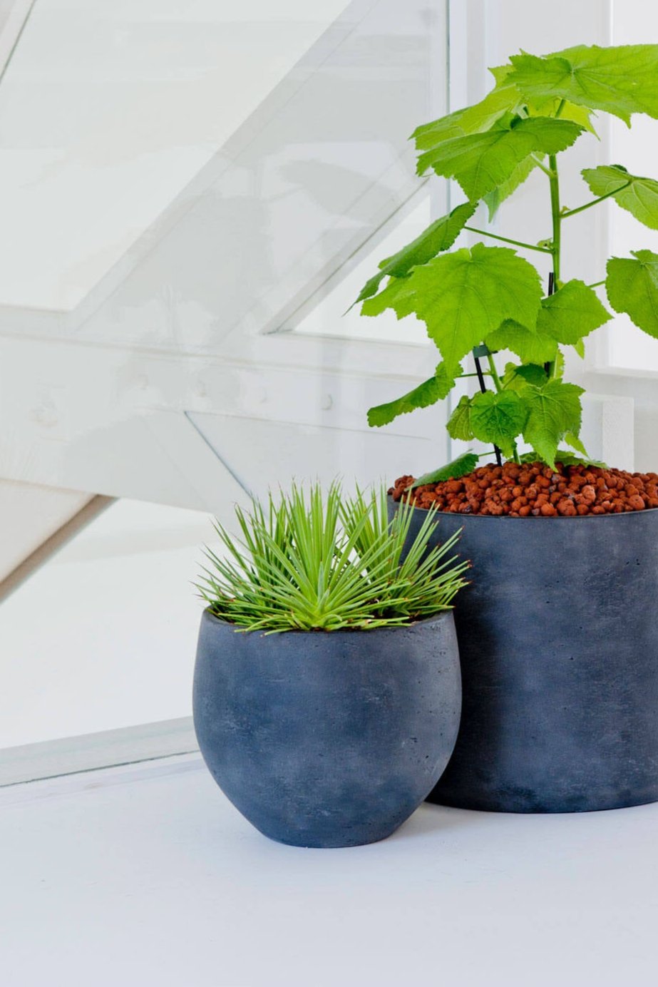 Pottery Pots Mini Orb pot in Grey Washed with a succulent inside in a white room in front of another Pottery Pots planted pot.