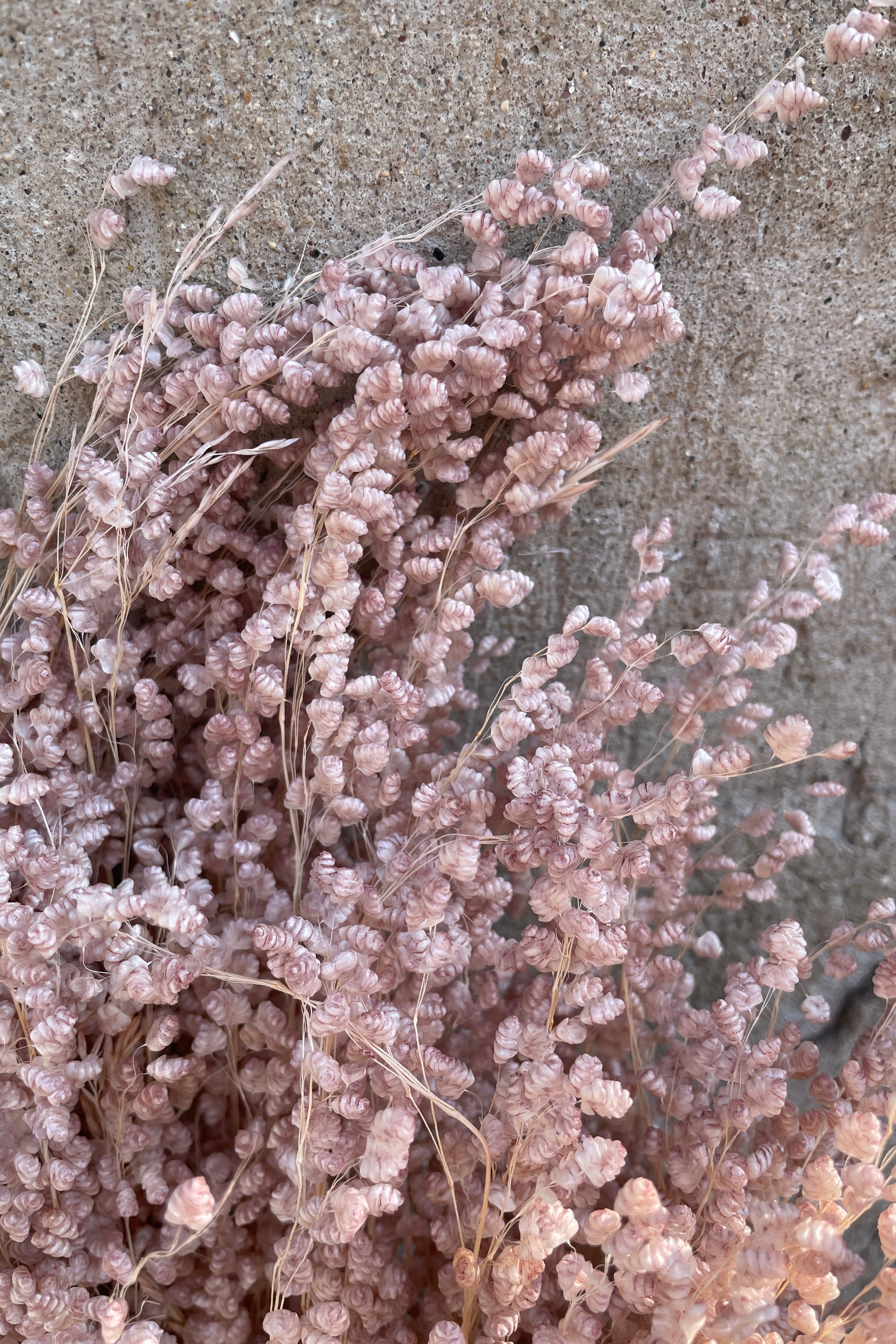 Preserved pale dark pink colored preserved Briza against a concrete background.