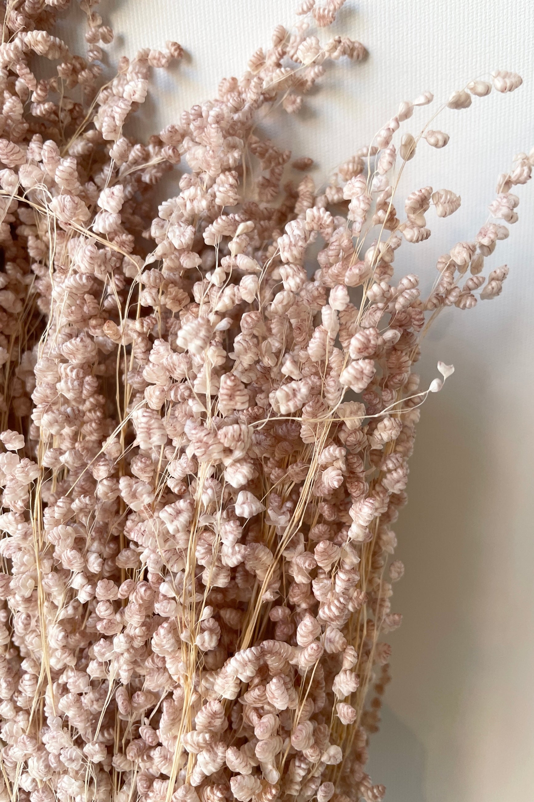 Detail of the preserved dark pink Briza ©Sprout Home