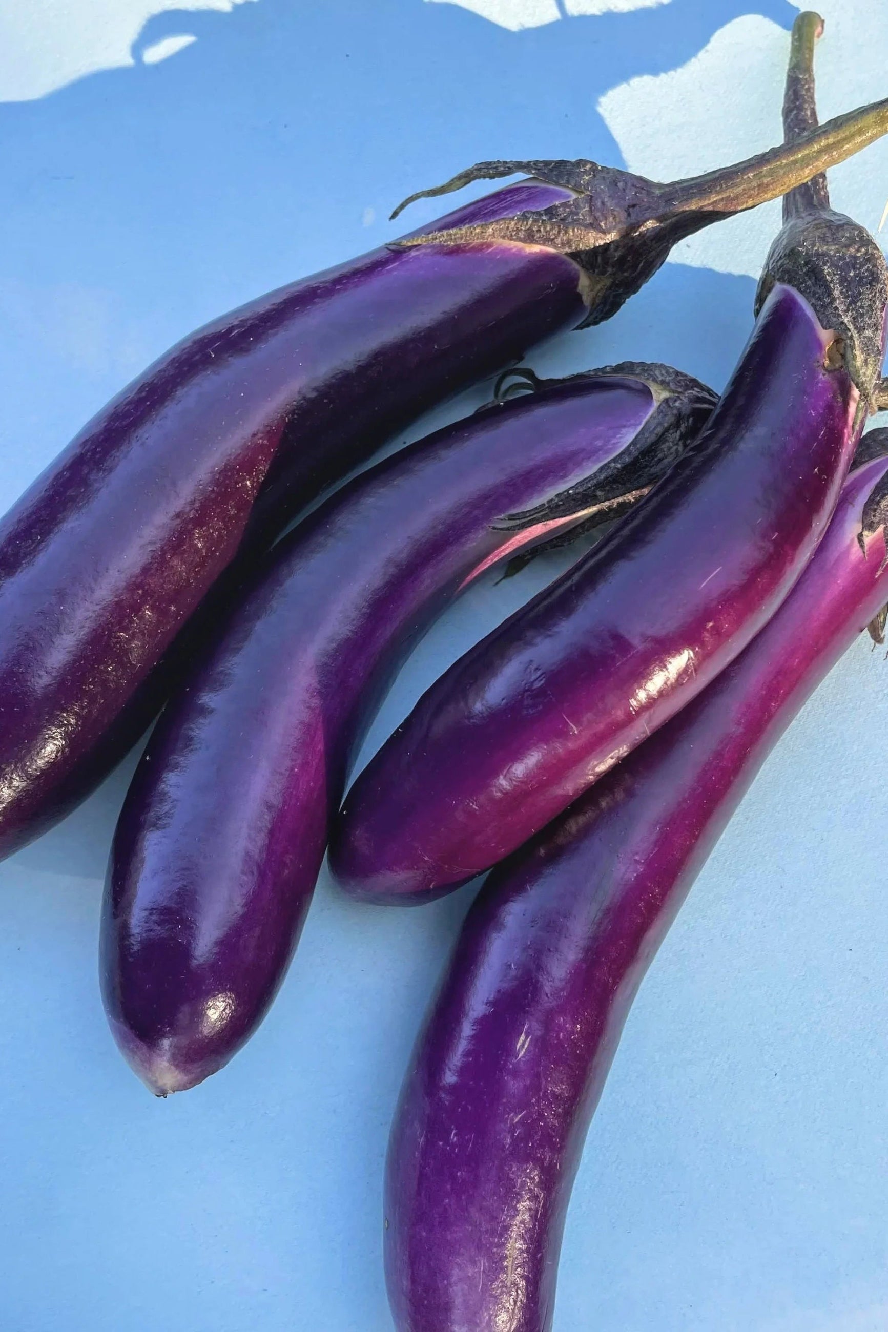 Purple Ping Tung eggplants on a light blue background ©Hudson Valley Seed Co.