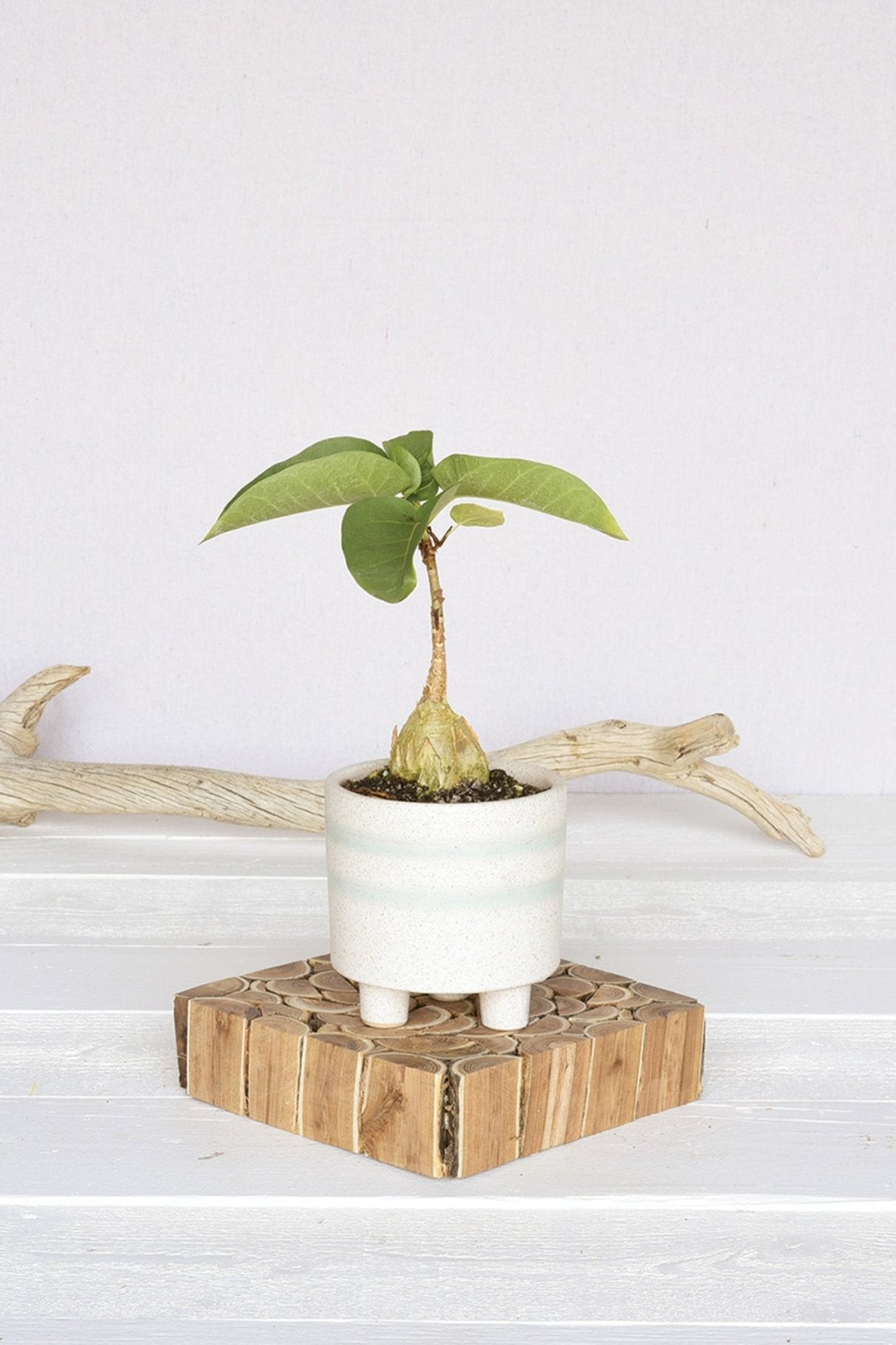 Fluorite ceramic pot with a planted plant inside and sitting on a wood stand. By Homart.