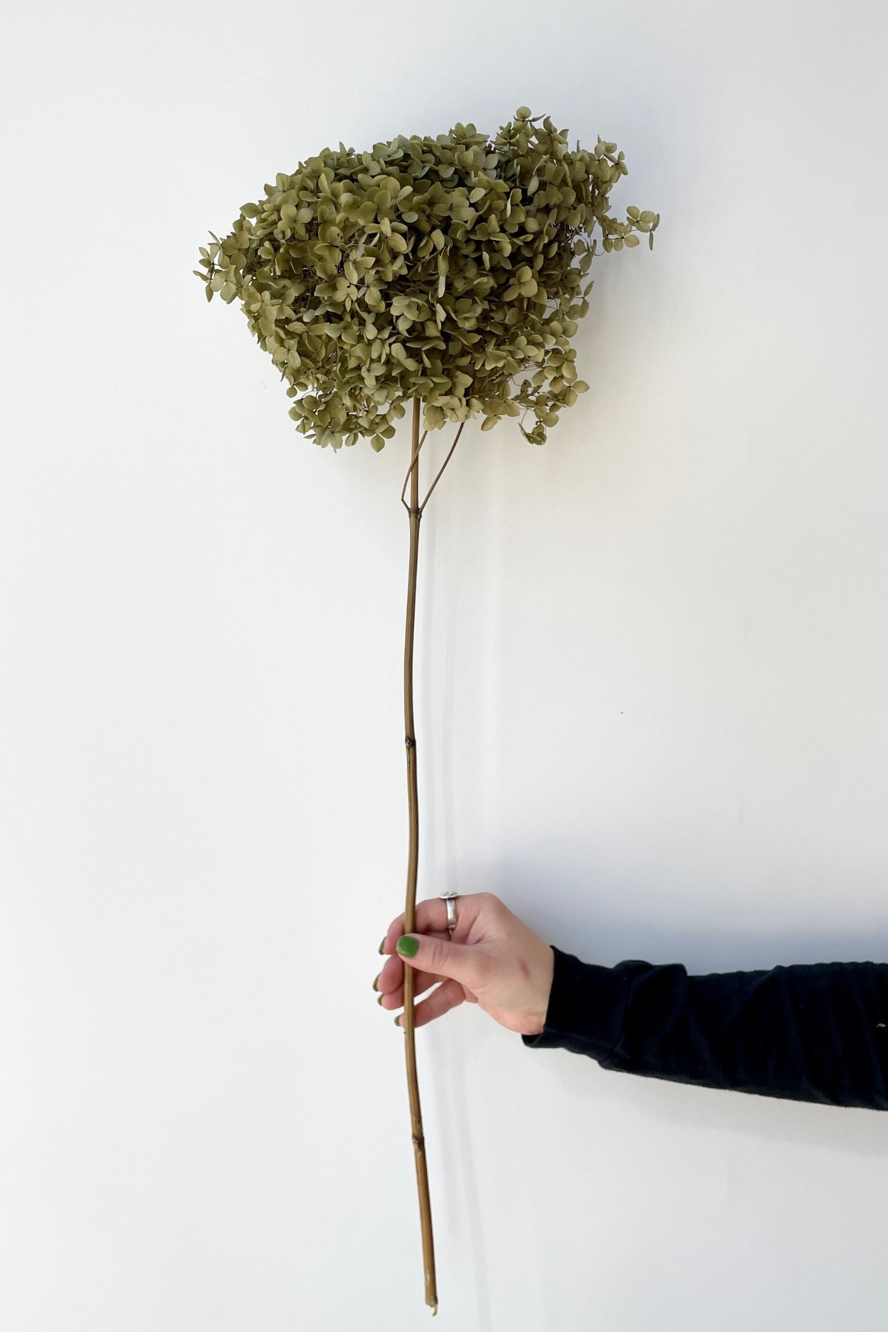 Hydrangea stem that is preserved being held in hand showing the full stem as well.