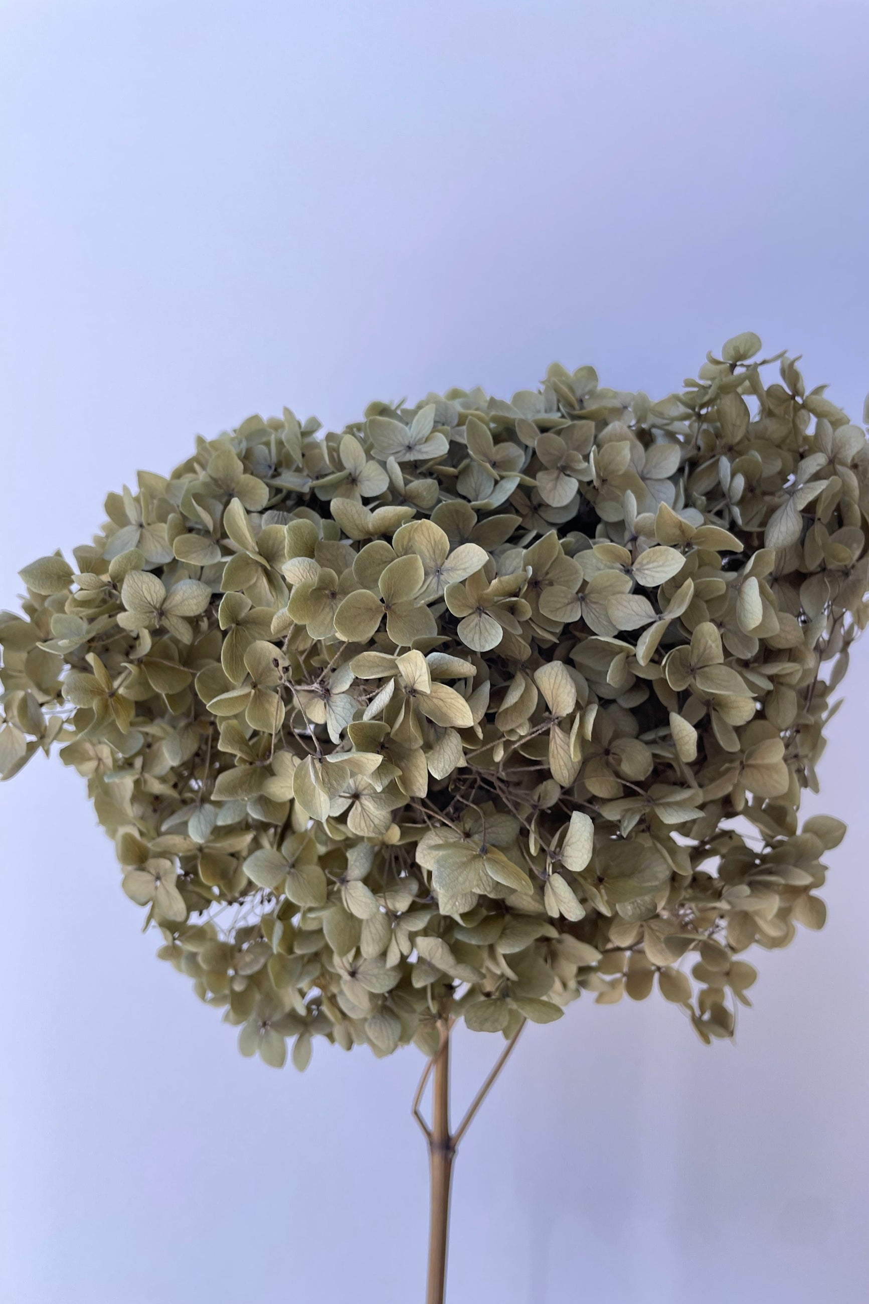Preserved Hydrangea stem up close at SPROUT HOME ©Sprout Home