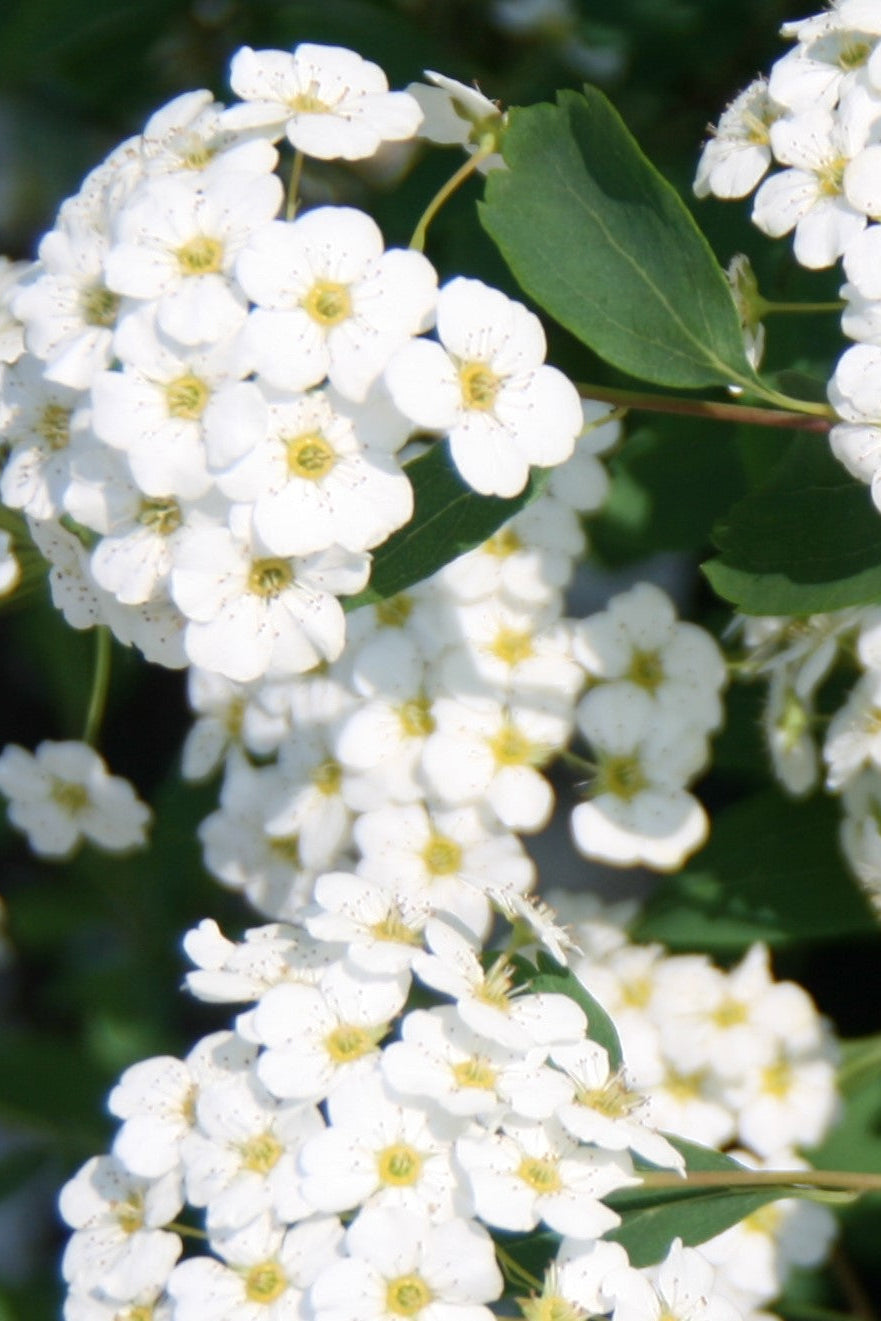 Spiraea x vanhouttei white flowers in bloom and up close ©Lincoln Nurseries