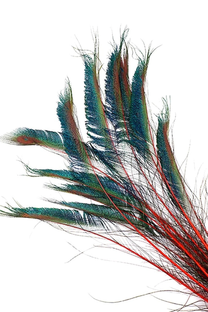 Blue Peacock feathers with a red vein on a white background ©Zucker Feather Products