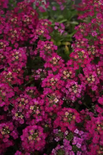 Allyum 'Easter Bonnet Deep Rose' up close in bloom in May ©Clesen Wholesale