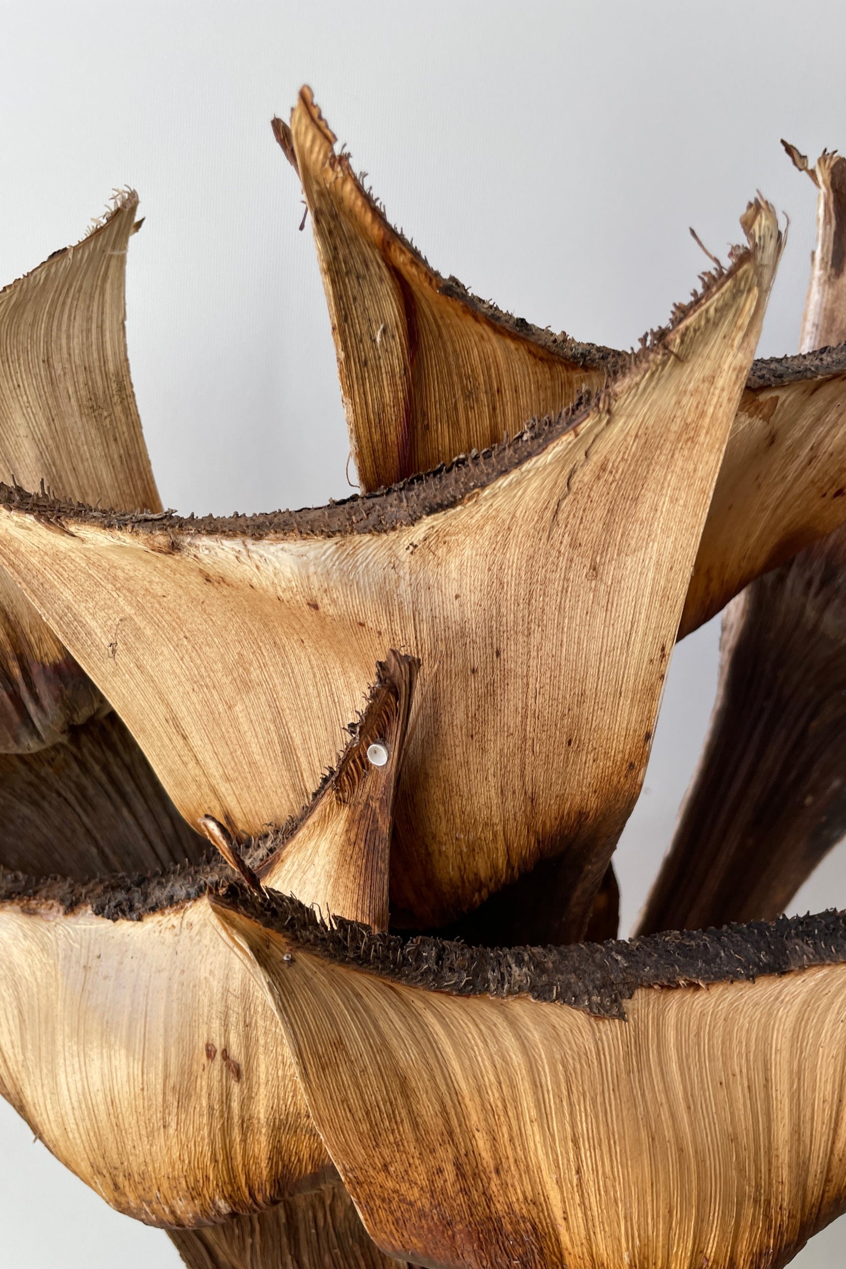 Agave Medio branches preserved at SPROUT HOME up close showing detail
