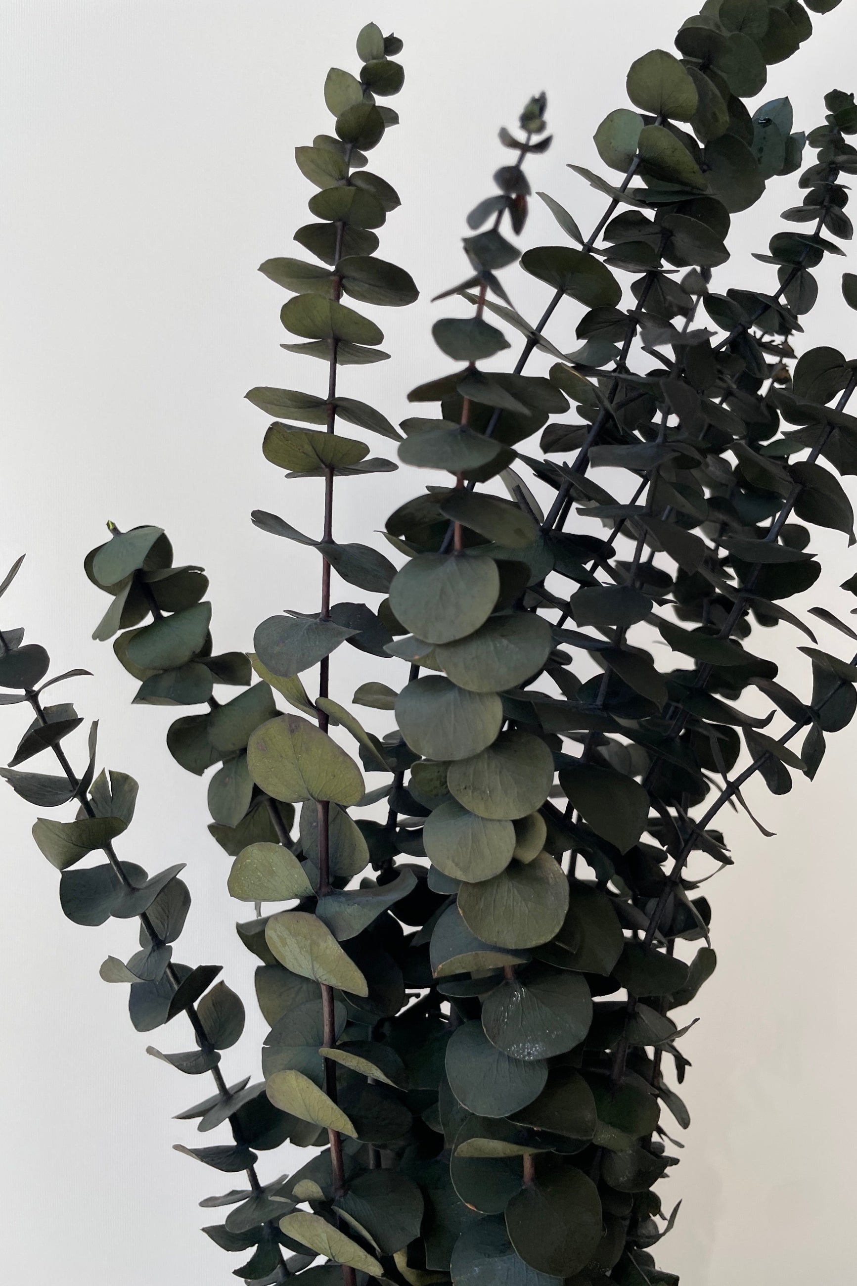 Baby Blue natural green colored preserved Eucalyptus at SPROUT HOME