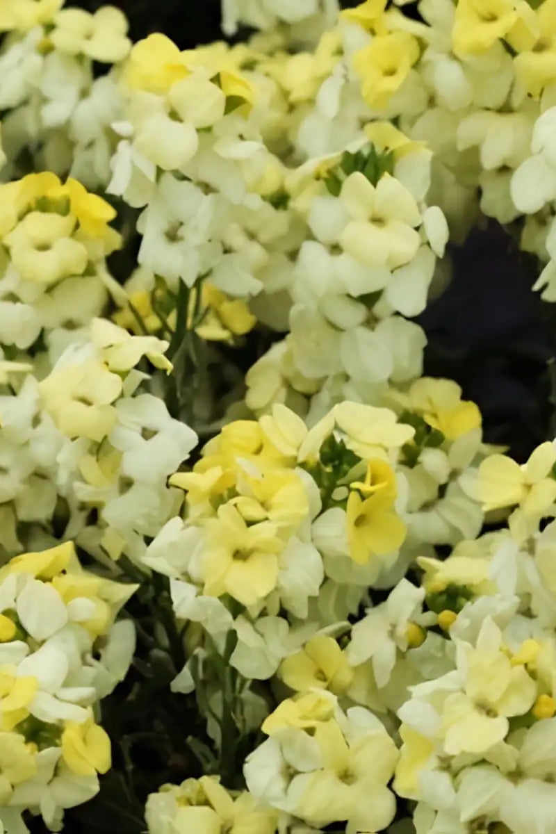 a close up image of the light yellow flowers of the Erysimum 'Sugar Rush Primrose' annual ©Clesen Wholesale