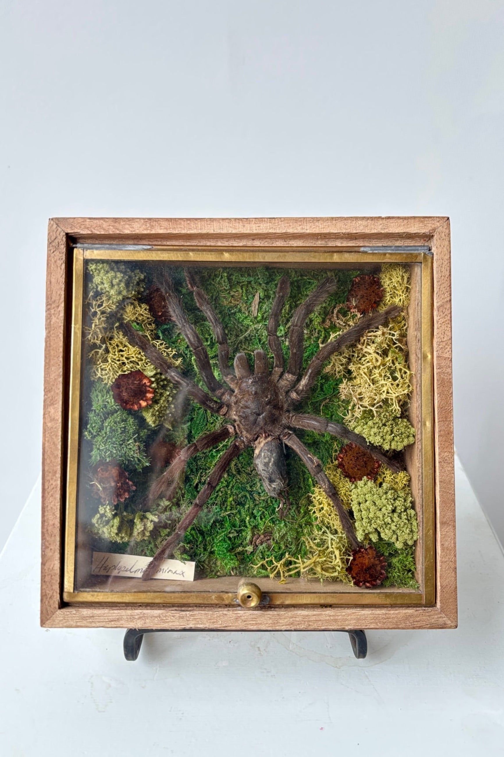 Sibella wood box with glass lid displayed with a preserved tarantula ©Sprout Home