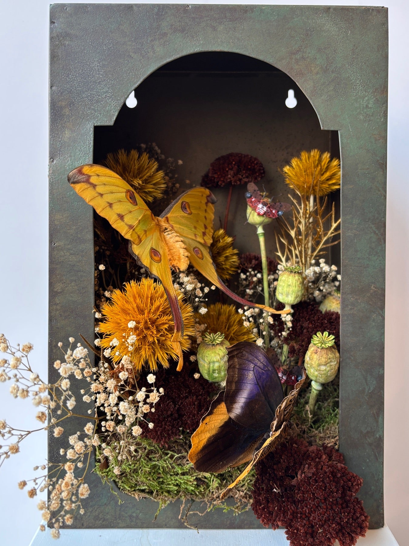 Sevilla Wall Niche metal by Homart shown from the front at eye level displayed with dried floral and preserved butterflies ©Sprout Home