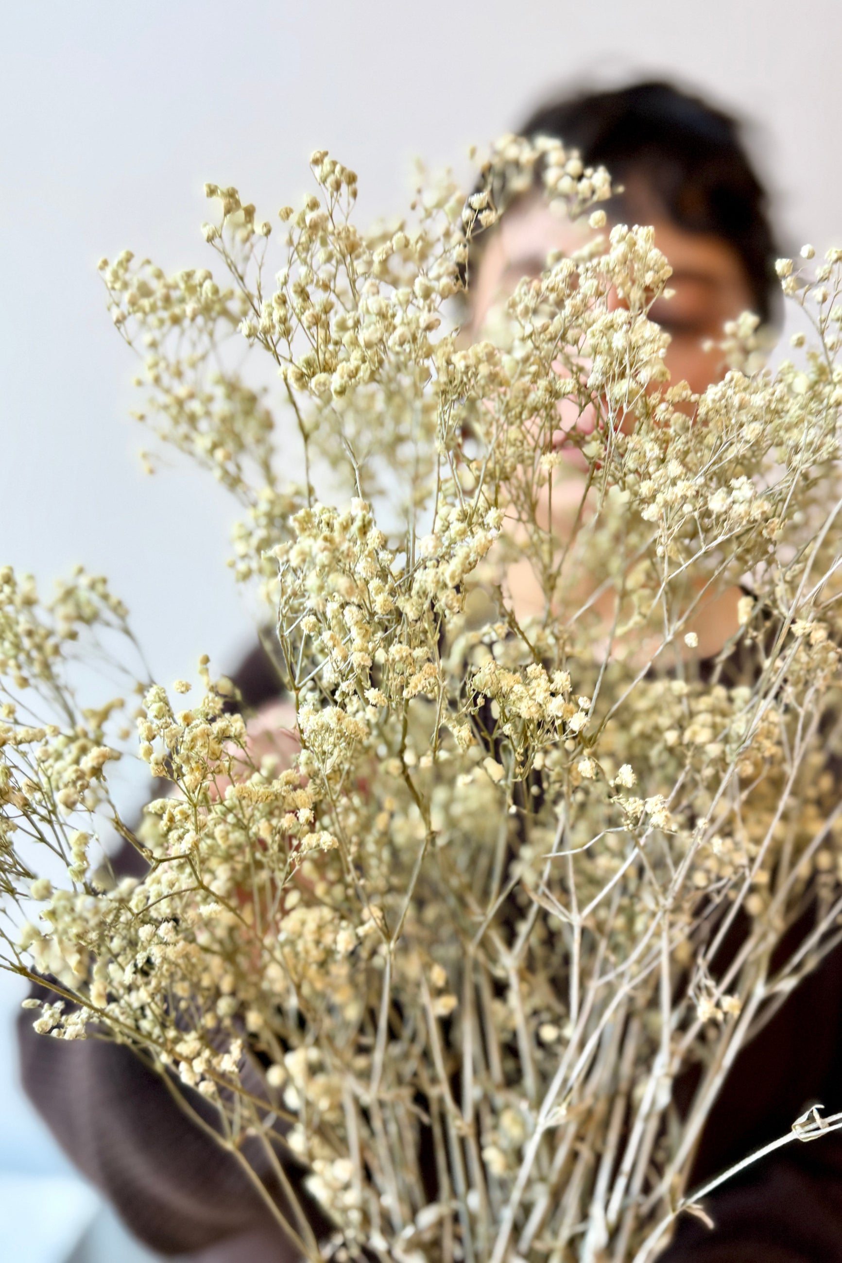 Person holding a bouquet of preserved dusty colored gypsophila panuculata flowers with a blurred background ©Sprout Home