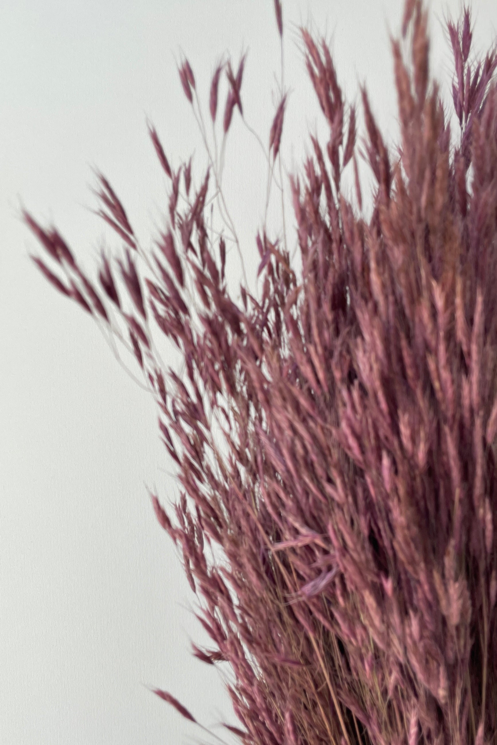 Plum Colored and preserved Bromus Mini at SPROUT HOME detail up close.
