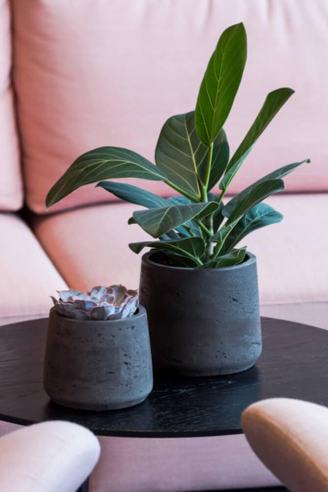 Two different sized Black Washed Patt Pots on a black side table in front of a pink sofa. Both planted - the larger with a ficus and the smaller with a succulent.