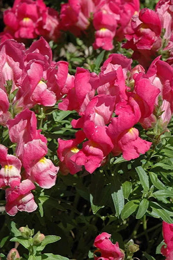 Snapdragon 'Snapshot Rose in bloom and up close ©Clesen Wholesale