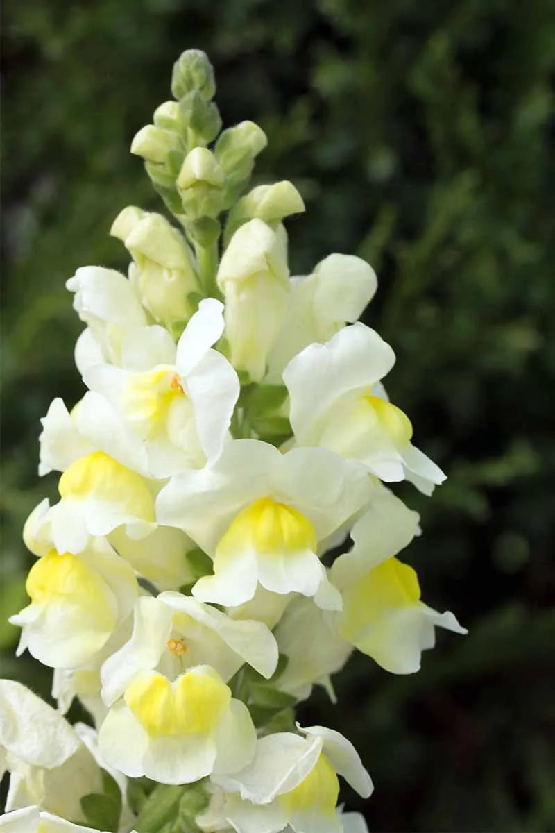 Snapdragon 'Snaptastic White' in bloom and up close ©Clesen Wholesale