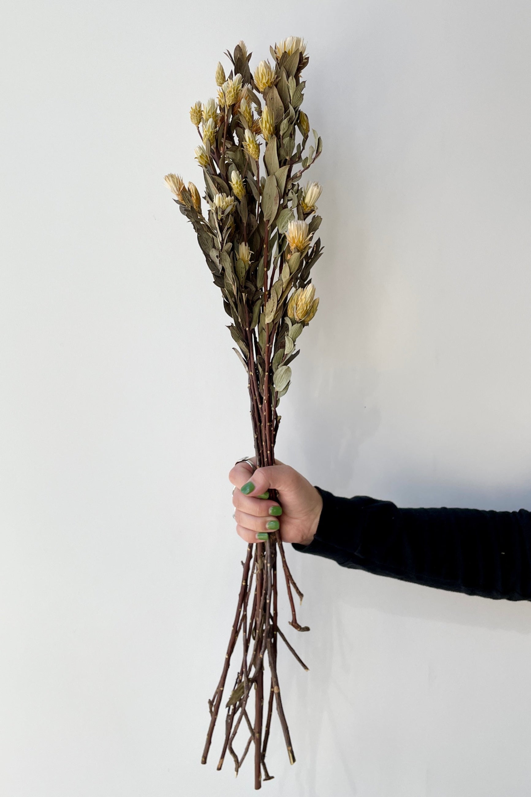 Preserved Maracumba bunch at SPROUT HOME being held in hand showing the scale.
