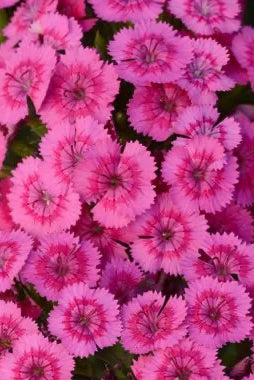 Close-up of Dianthus 'Jolt Pink' pink flowers with a blurred background ©Clesen Wholesale