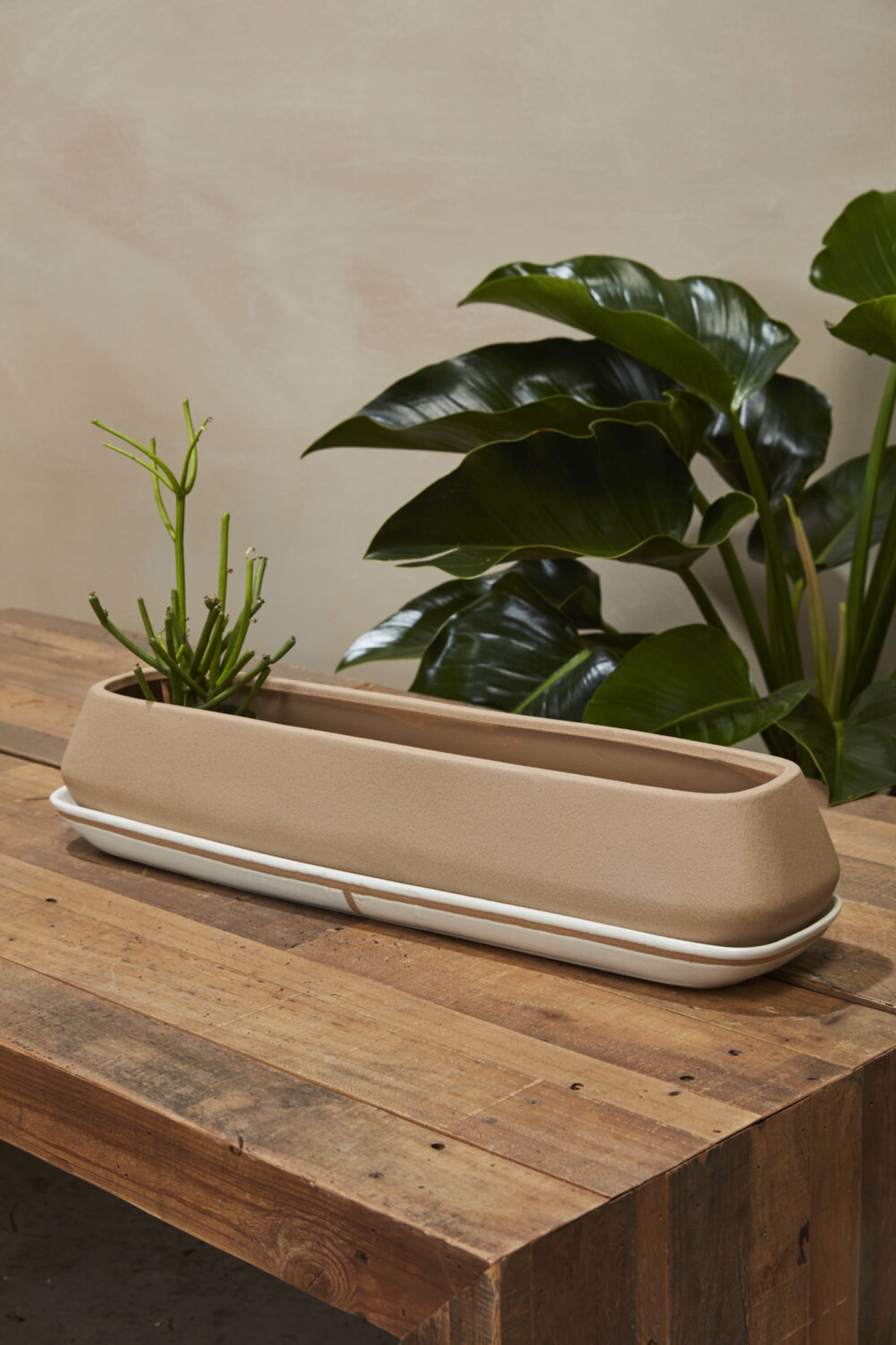 The large Dublin planter with a single pencil cactus inside and the rest of the planter ready to be planted. Sitting on a wood table.