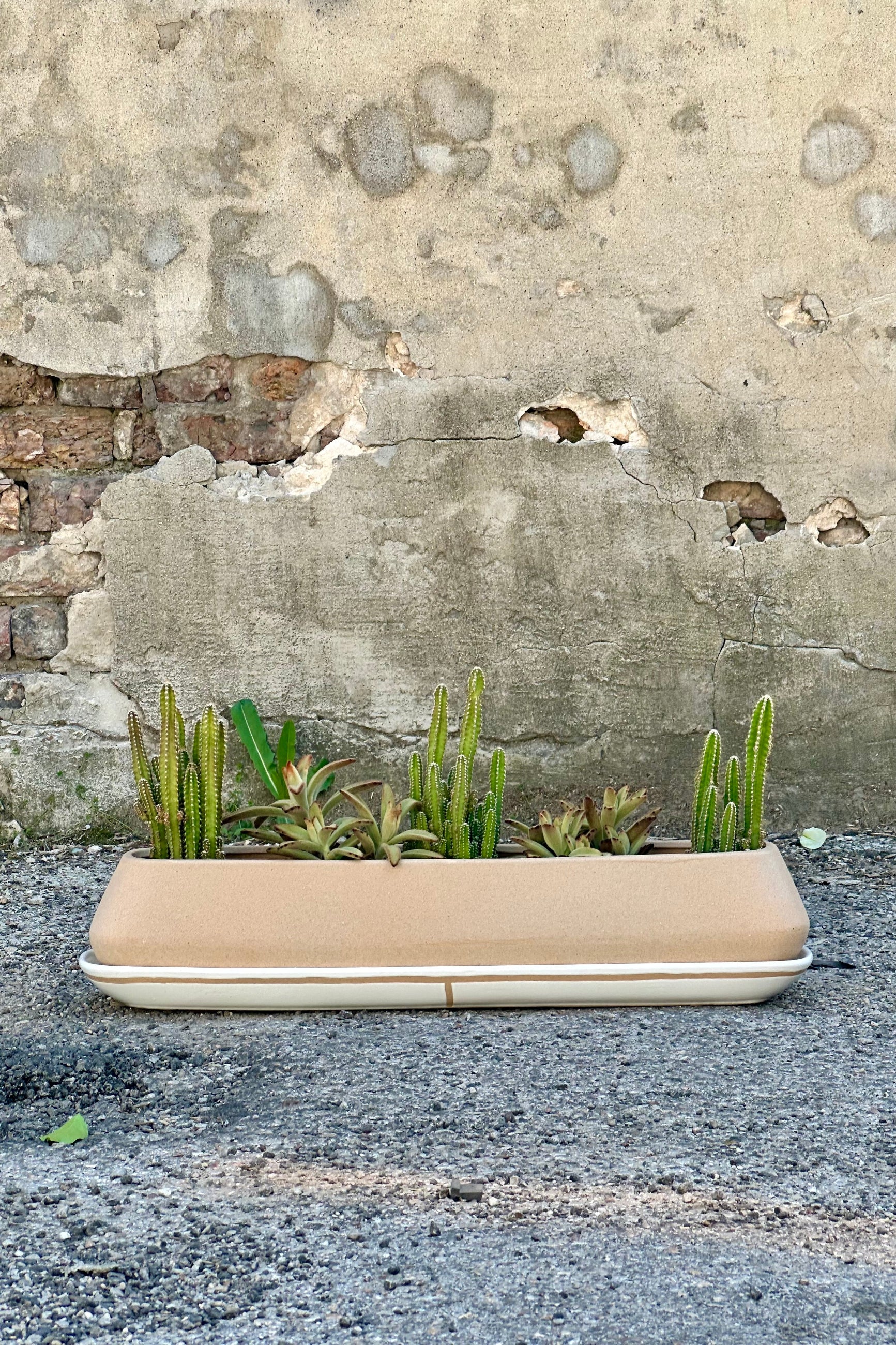 Dublin Planter filled with succulents at Sprout Home ©Sprout Home