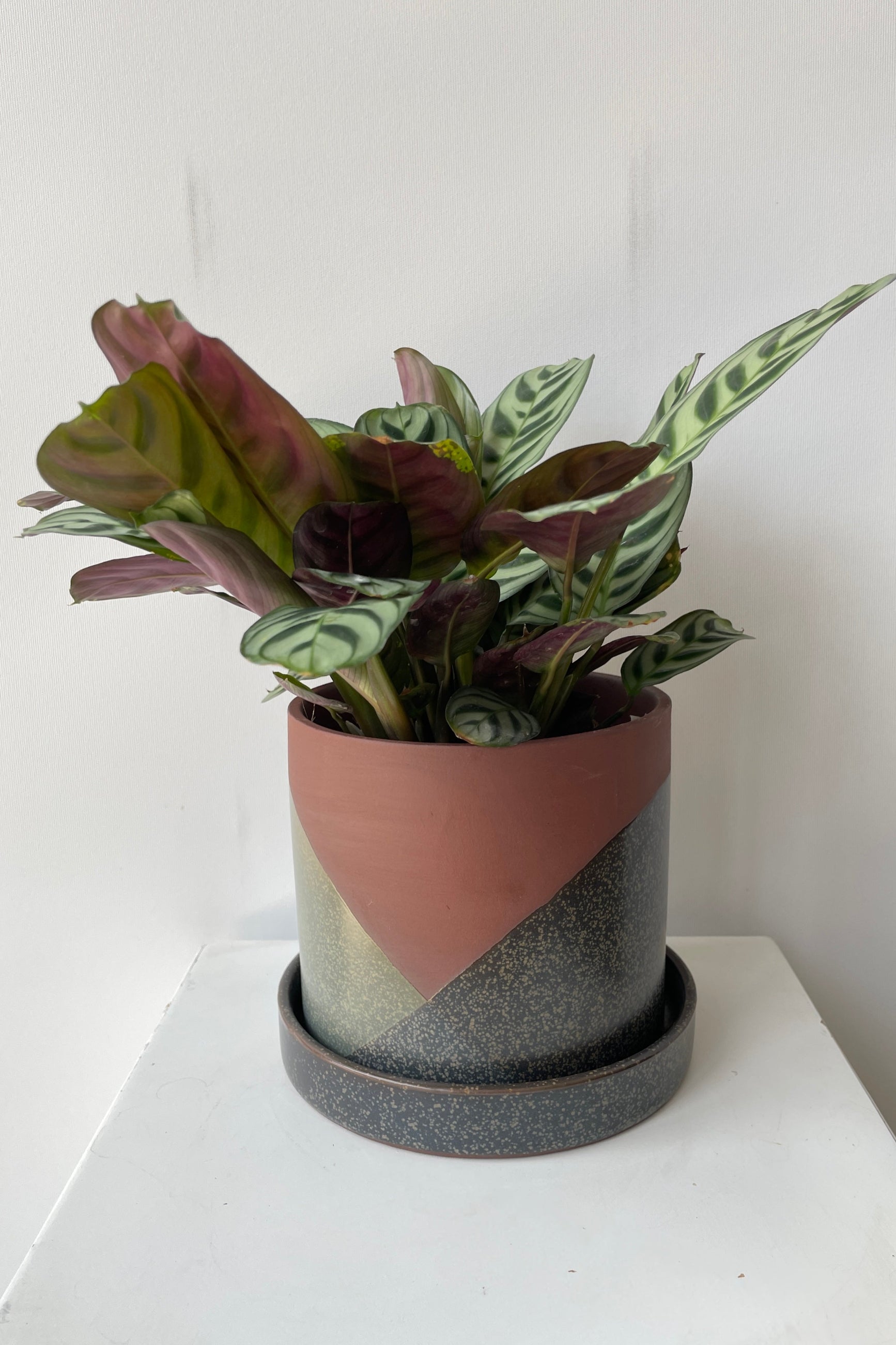 El Cerro pot with a Maranta plant inside against a white wall.