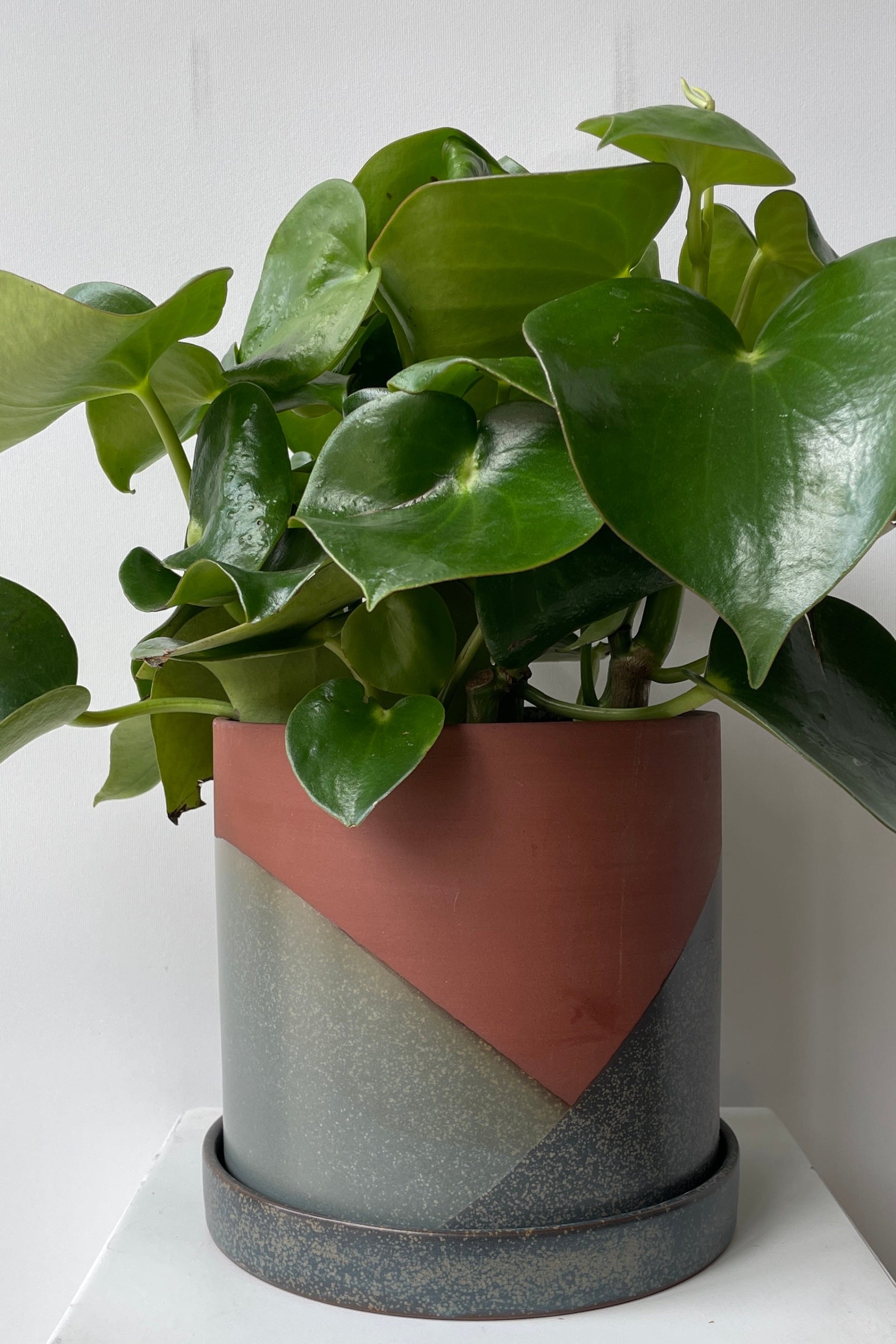 El Cerro pot with a Peperomia polybotrya at Sprout Home.