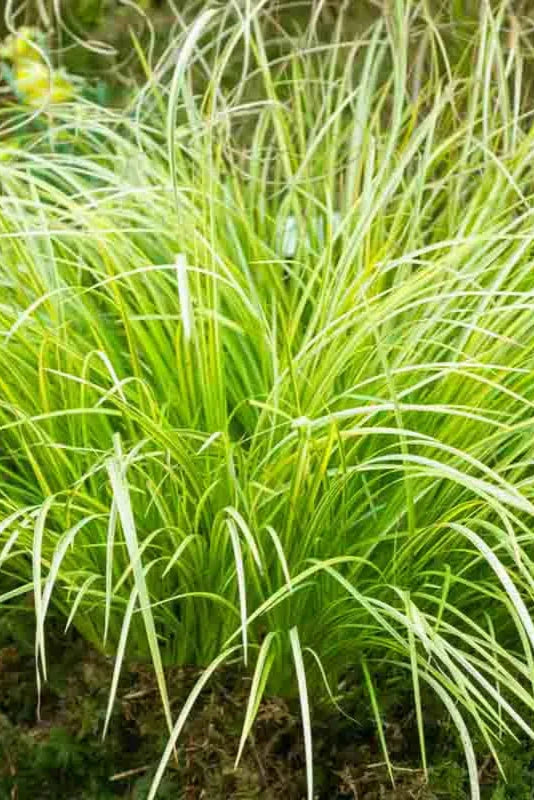 Acorus 'Ogon' at full growth ©Clesen Wholesale