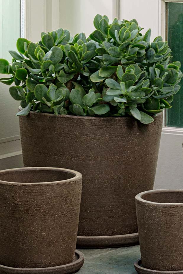Extra Large Carob Maracay planter and saucer planted with a jade and among other sized empty carob maracay planters.