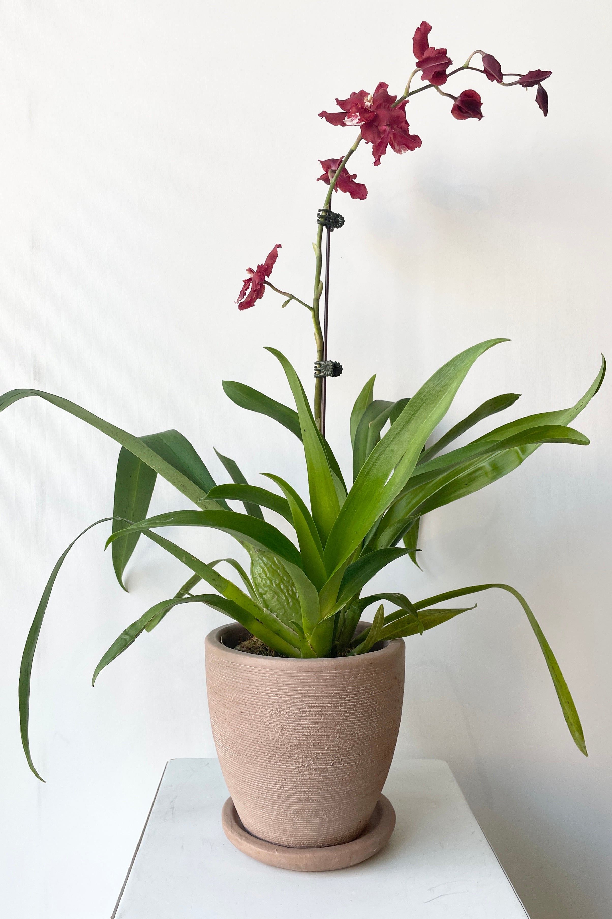Lara Shell Planter Small with an Oncidium Orchid inside.