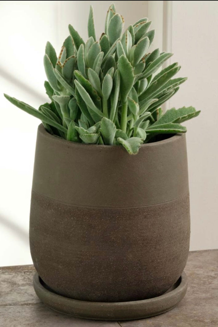A brown clay planter with a green plant in a white room ©Campania International
