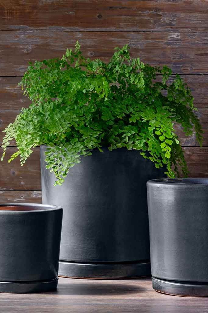 Graphite glazed I/O 2 cylinder planters with a large one in the middle planted with a fern against a wood slatted wall.