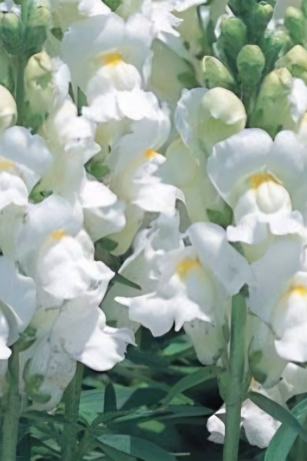 Snapdragon 'Speedy Sonic White' in bloom and up close ©Clesen Wholesale