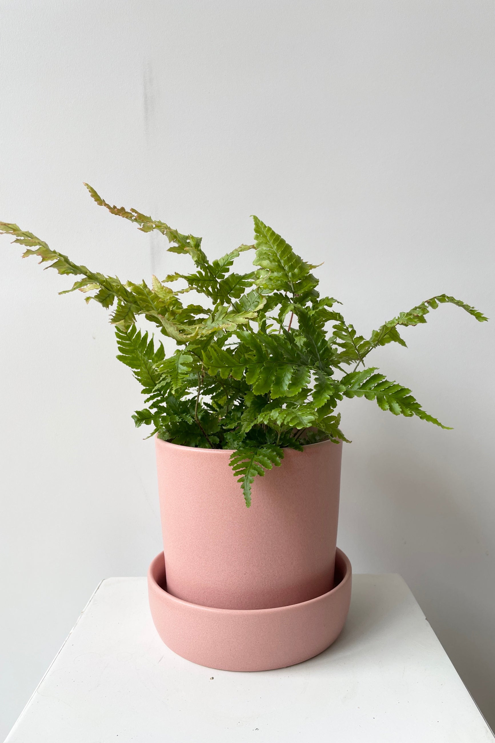A pink Watson pot with a Dryopteris "Autumn Fern" sitting inside.