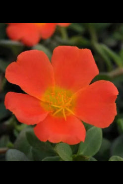 Close-up of a bright orange Portulaca 'Rio Grande Orange' flower with a blurred green background ©Clesen Wholesale