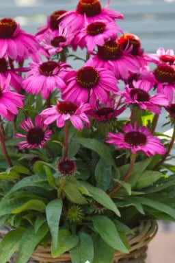 Echinacea 'Sun Magic Vintage Hot Pink' of pink flowers with green leaves in a woven basket against a blurred background ©Clesen Wholesale