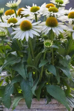 Potted Echinacea 'Sun Magic Vintage White' with white flowers and green leaves on a blurred background ©Clesen Wholesale