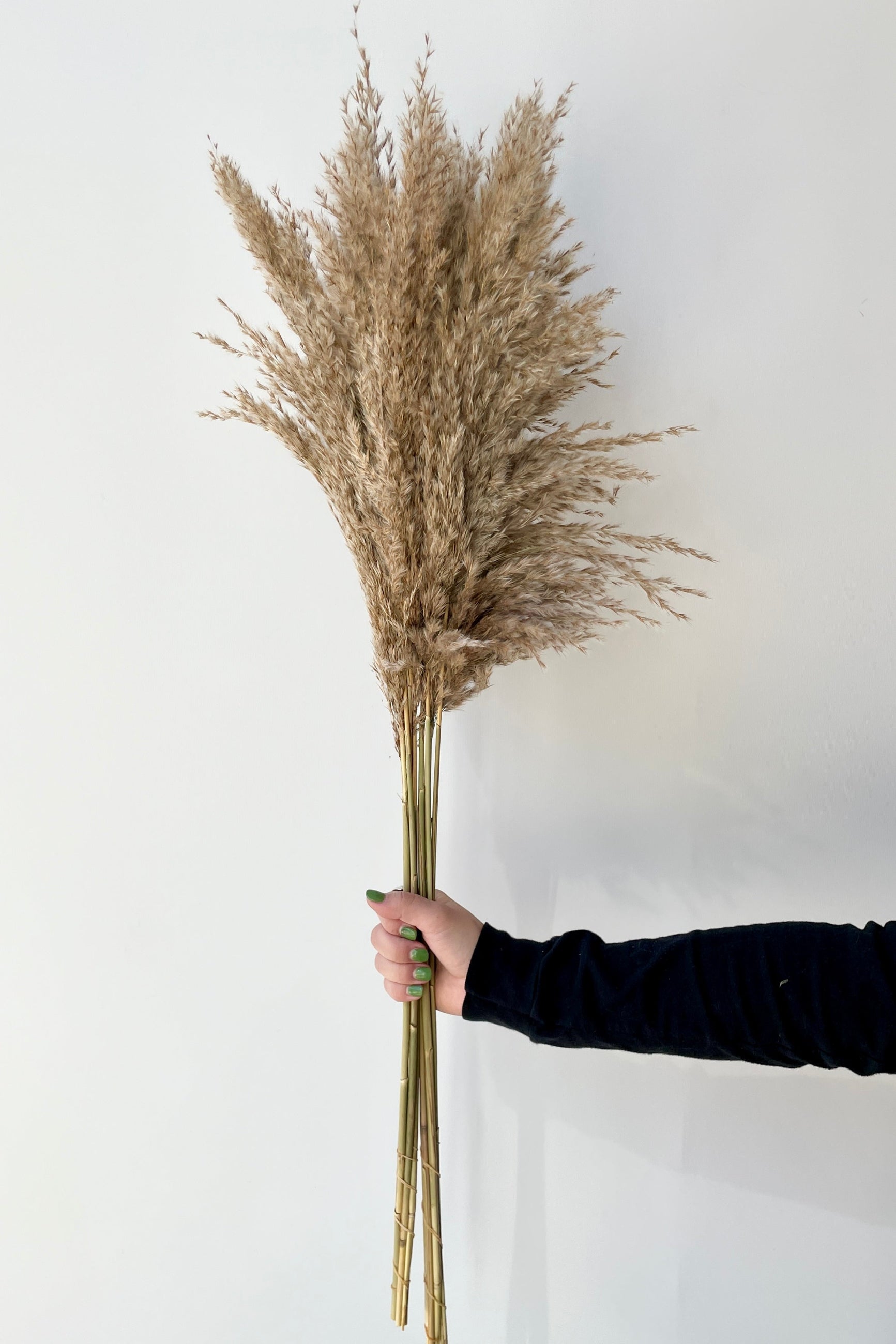 Pluma Mini natural color preserved at SPROUT HOME.