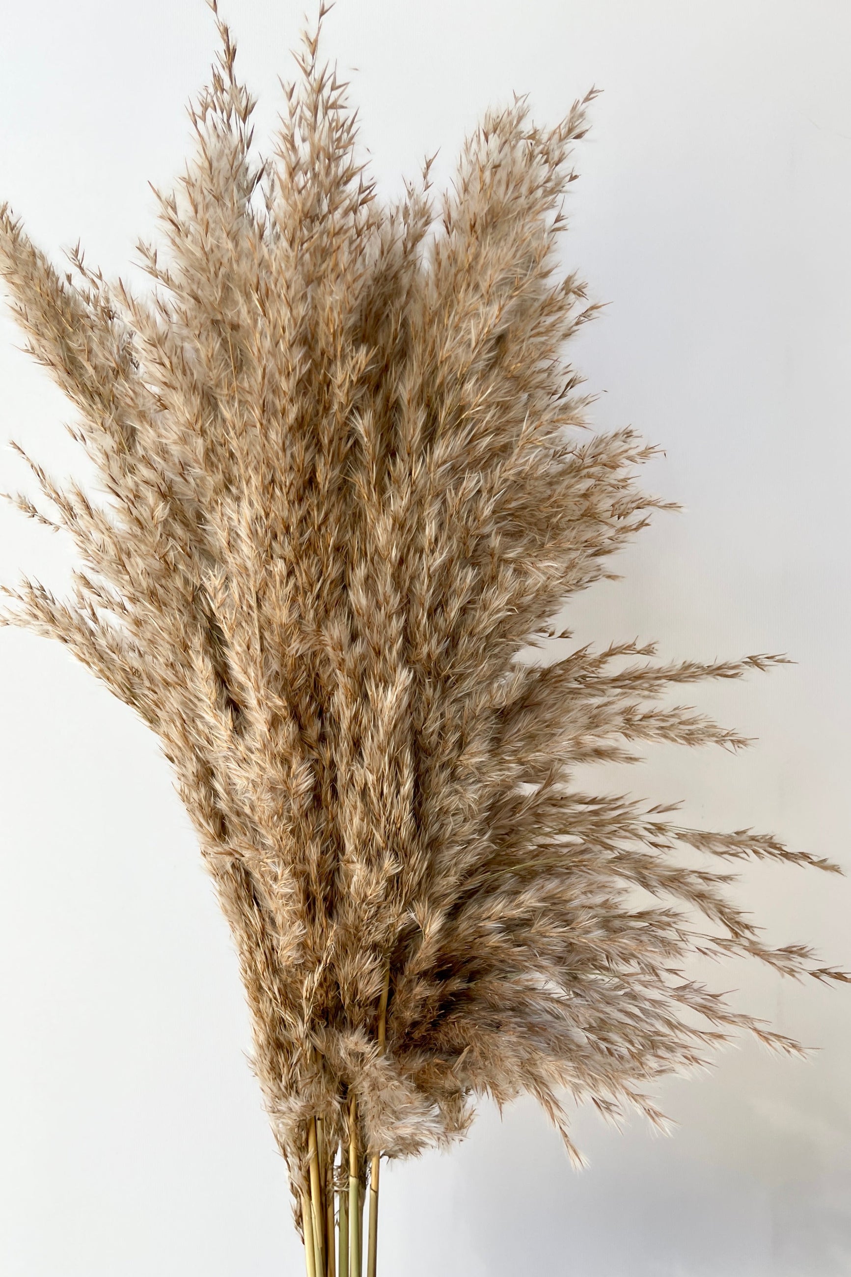 Pluma Mini natural color preserved at SPROUT HOME. up close.